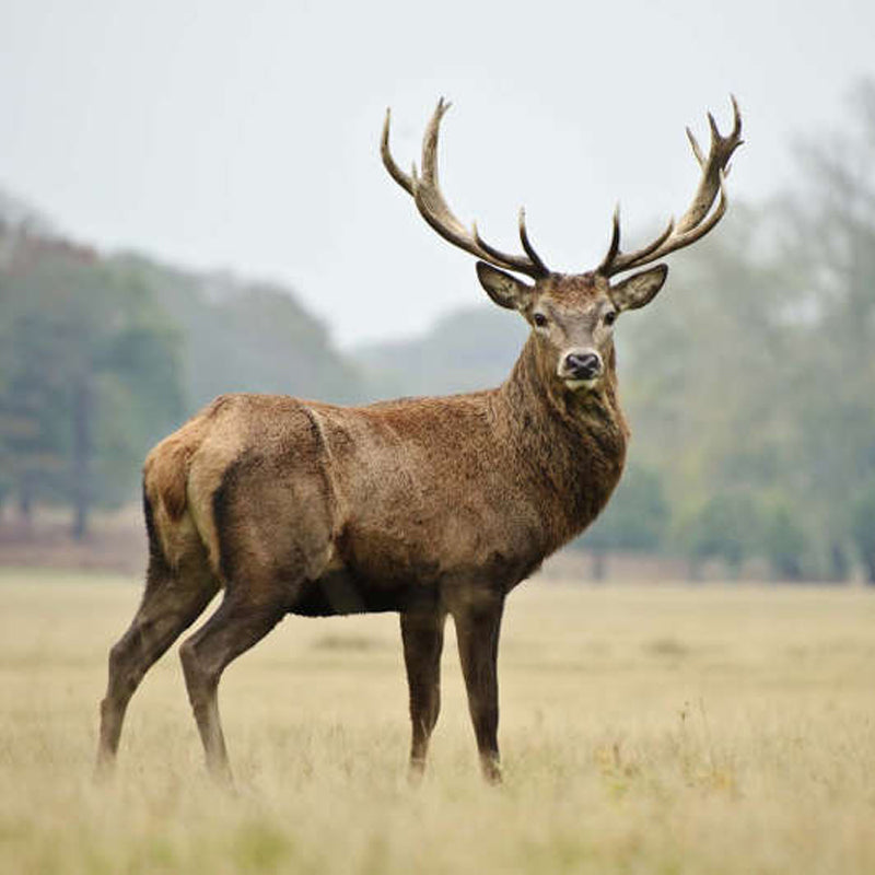 European red deer stag standing in a meadow