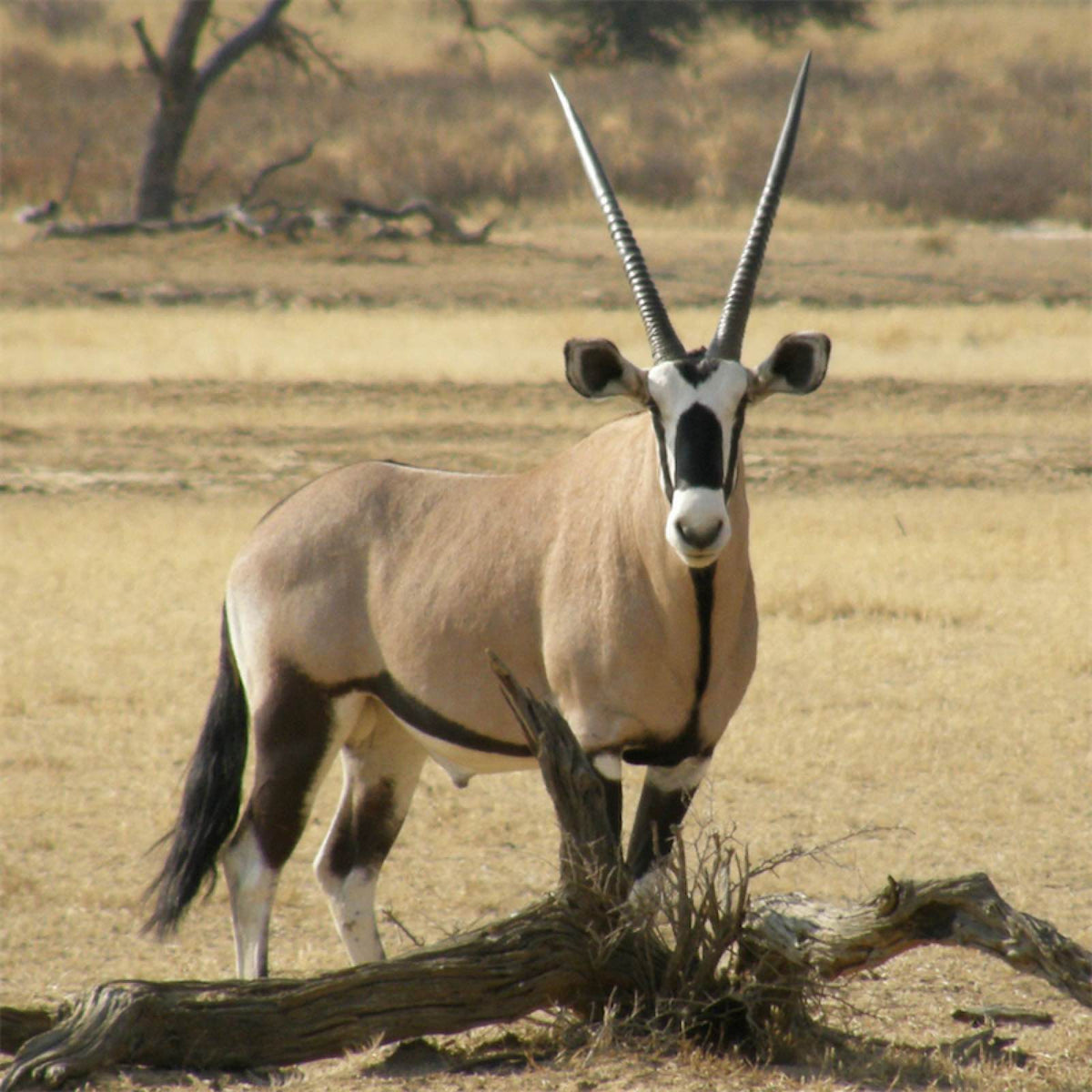 Gemsbok oryx with long straight horns in the savanna