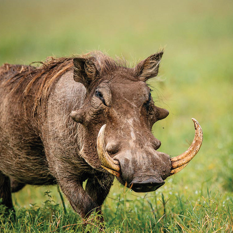 Warthog with curved tusks grazing in the grass